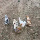 دجاج براهما