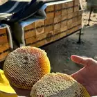 عسل سدر اصلي مضمون من مناحلنا