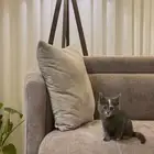 قطة اسمها كرميلا