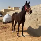 فرس انتاج بجواز