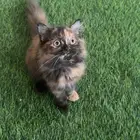 قطط شيرازي سكوتش بسعر مغري