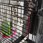 طير كيروان ذكر