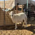 نعجه حريه حايل تامه