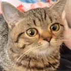 قطه انثى سكوتش ستريت