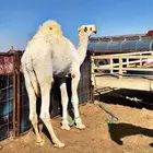 حاشي مفرود باتلي