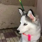 كلاب هاسكي ذكر وأنثى