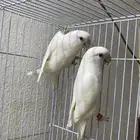 جوز روز البينو منتج