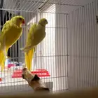 زوج دره لاتينو