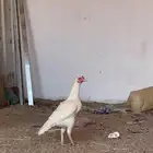 دجاج سندي بيور