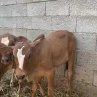 للبيع 3 عجول