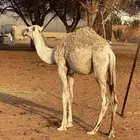 حاشي طيب يهل الطيب