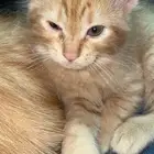تبني قطط شيرازي
