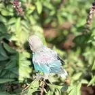 فروخ روز للبيع