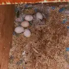 طيور روز تزواج