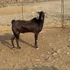 تيس فحل فاخر صنف الصنف