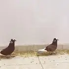 زوج بلجيكي