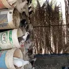 حمام فرنسي