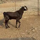 تيس فحل فاخر