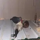 طقم ديك و دجاج بلدي بياض