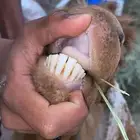 عنز معاه ثنين