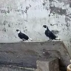 السلام عليكم اعرض لكم طبات جوز قطيفي عروق معقد