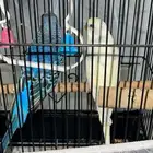 طيور الحب ( بادجي )