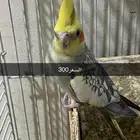 ذكور كروان 2