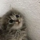 قطط شيرازي للبيع