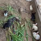 ارانب بلدي وفرنسي للبيع
