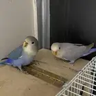 زوج روز اليف مع قفص وبياضة والعاب السعر 500ريال فروخ عمر 4شھ