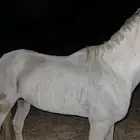 خيل عربي ورق