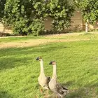 وز افريقي