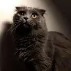 قط للتبني عاجل