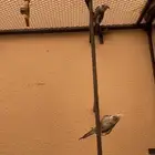 كروان هولندي