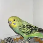 طير حب اليف اسعر 120