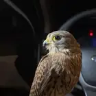 طير مع برقعه وقفازه