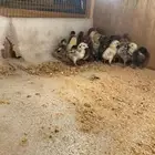 اللبيع فروخ الدجاج