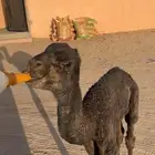 قعود ضيار