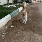 اللي مضيع قطو