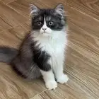 قطط شرازي للبيع