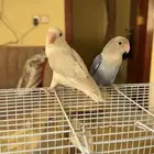 روز