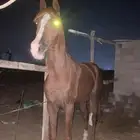 حصان شعبي كفو