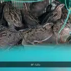 سمان