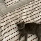 بسة اليفه للبيه