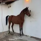 مهر واهو ورق