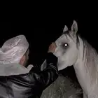 للبيع حصان واهو الحدد 4000