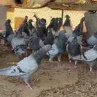 حمام