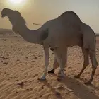 بعير فحل اشقح منتج