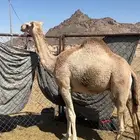 قعود كفو سوم 6000 الموقع تثليث