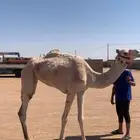 للبيع